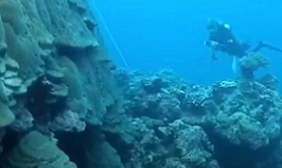 Record-sized coral colony has been found in American Samoa. Credit - NOAA