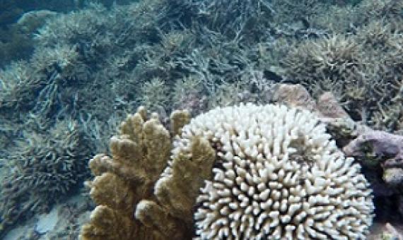 Bleaching and cyclone damage to reefs at Lord Howe Island, Australia, observed in March 2019. Credit: Kay Davis
