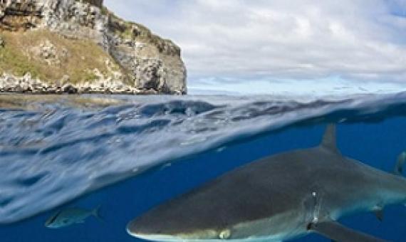 A school of silky sharks swims near the Galápagos Islands. Credit - Bernard Radvaner/Getty Images