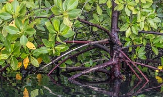 Mangroves. Credit - Mwangi Kirubi/TNC