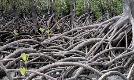 Credit: Pixabay/CC0 Public Domain