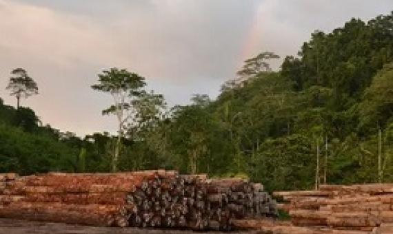 Evidence of logging at the Pohowa project on Manus Island, Papua New Guinea. Photograph: Ed Davey / Global Witness