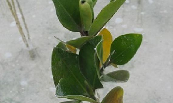 Rhizophora mangrove juvenile, North Tarawa, Kiribati. Credit - V. Jungblut, SPREP