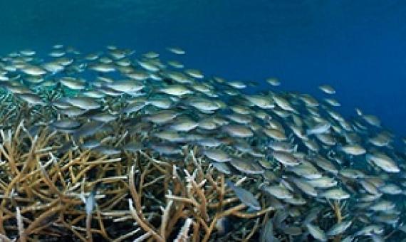 Striped parrotfish (Scarus iseri) in the Mesoamerican Reef. Credit - Healthy Reefs Initiative