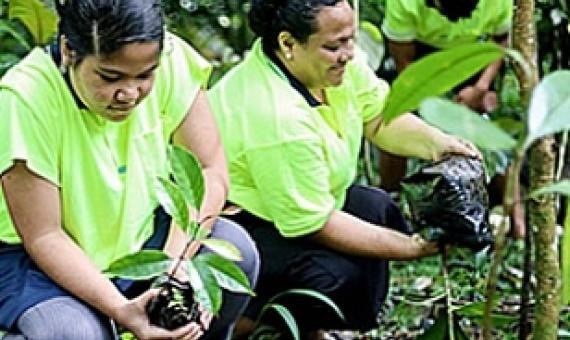 Credit - Samoa Observer