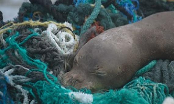 Juvenile Hawaiian Monk Seal. Credit - Matthew Chauvin, Papahānaumokuākea Marine Debris Project (PMDP)