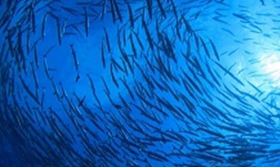 Marine Protected Areas