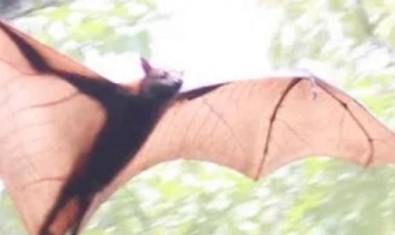 Malayan Flying Fox, Singapore Zoo, May 2017. (Used under Creative Commons license) Flickr/Jack Herman