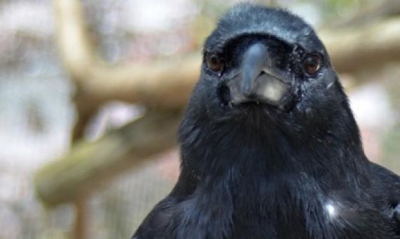 Clint, the only Mariana crow living outside of Rota in the Mariana Islands, at the Smithsonian Conservation Biology Institute in 2013.