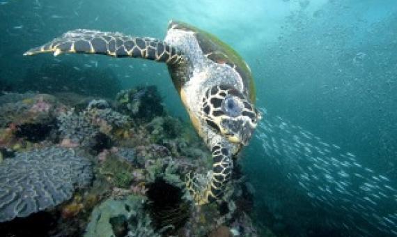 Mary Kay has partnered with The Nature Conservancy to empower women in ecotourism in the Solomon Islands, providing needed local economic opportunities and conservation support for the endangered hawksbill turtles. © Jeff Yonover