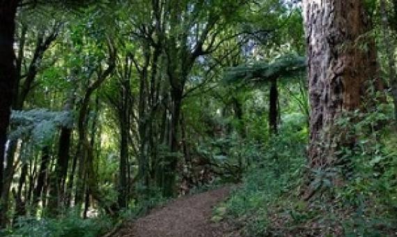 Pest control efforts will help native species at the Pūkaha National Wildlife Centre. Photo: Supplied/ Pūkaha National Wildlife Centre