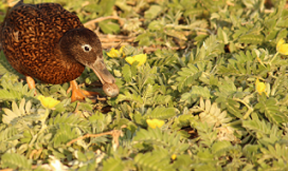 A Laysan Duck grabs a grub (Midway Emerald Beetle larvae) on Eastern Island. Photo credit: Megan Dalton.