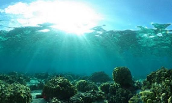 Reefscape of the Mo'orea backreef. Credit: Shayle Matsuda / UH SOEST.