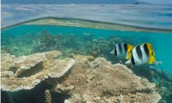 Coral Reefs in Moorea. Credit: UC Santa Barbara