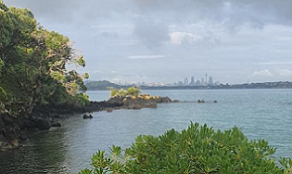 Motutapu Island is having a tough run with four stoat invasions in one year. Photo: Lotte Van Den Hout