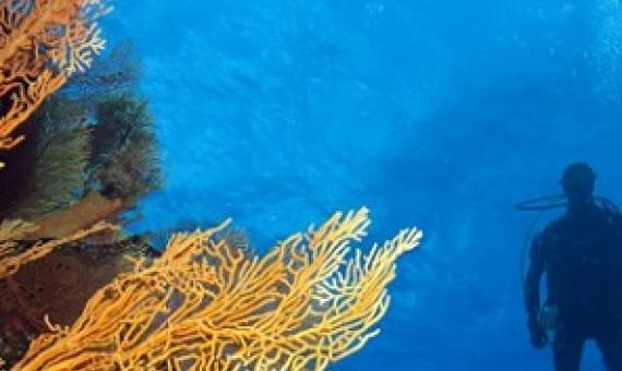 Scientists on the Global Reef Expedition surveyed and mapped New Caledonia's most remote coral reefs--some for the first time. Credit: Ken Marks