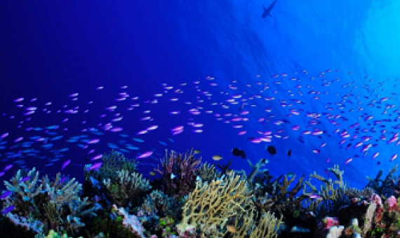 Fish patrol a reef off Chesterfield Island, one of New Caledonia’s new, fully protected areas and home to a variety of marine life. Image Credit - Bastien PREUSS Bastien PREUSS