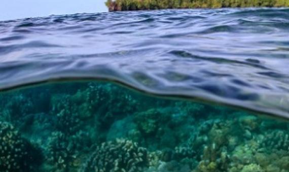 credit - www.mongabay.com