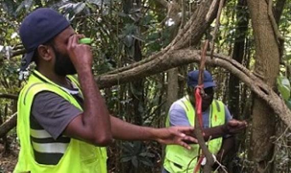 Upon completion of the inventory, the DoF will submit Vanuatu’s Forest Reference Level (FRL) to UNFCCC for technical review later this year. Photo: Vanuatu DoF