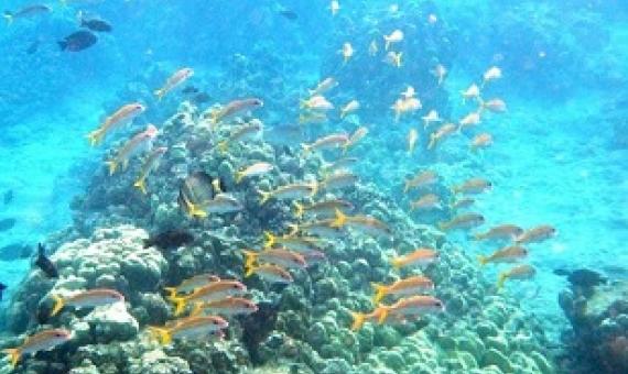 Understanding Area-based Management in U.S. Waters. Credit - NOAA