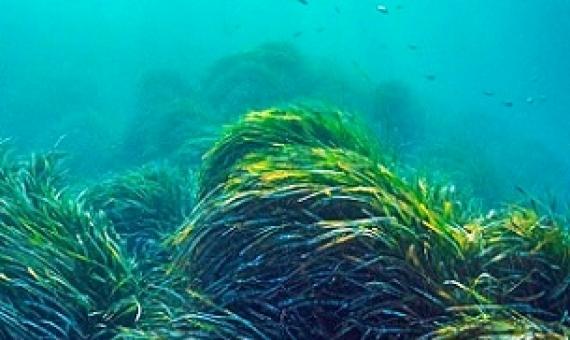 Noise pollution affects the structures within seagrass that help the marine plant detect gravity and store energy. Photo by Shane Gross/NPL/Minden Pictures