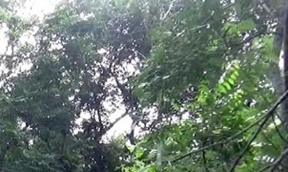 Forest in Fiji. Credit - Kelly Vacala, https://www.fbcnews.com.f