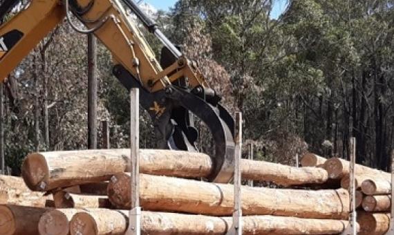 VicForests celebrated a key milestone in its fire recovery operations as the first load of sawlog was removed from the Princes Highway.