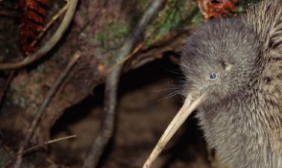 New Zealand Kiwi. Credit - AFP