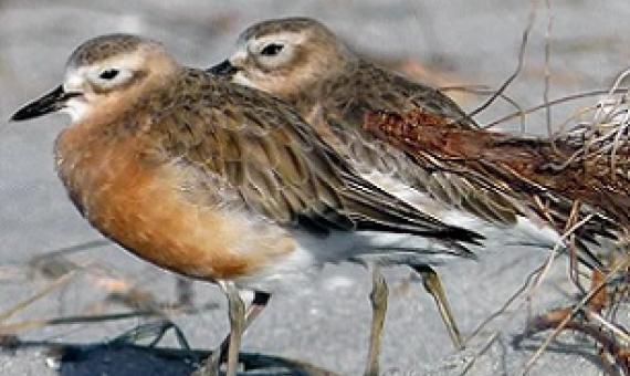 The Endangered New Zealand Dotterel is one of the many species that was set to benefit by restoring Ahuahu or Great Mercury Island. Credit: Bernard Spragg