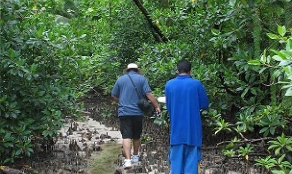 Namdrik Atoll mangroves. Credit - V. Jungblut