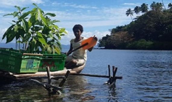nature based recovery. credit - Fiji Ministry of Forestry