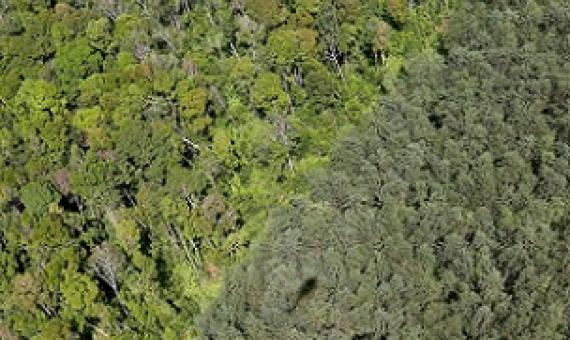 Natural forest and an acacia plantation on the island of Sumatra. Image by Rhett A. Butler/Mongabay.