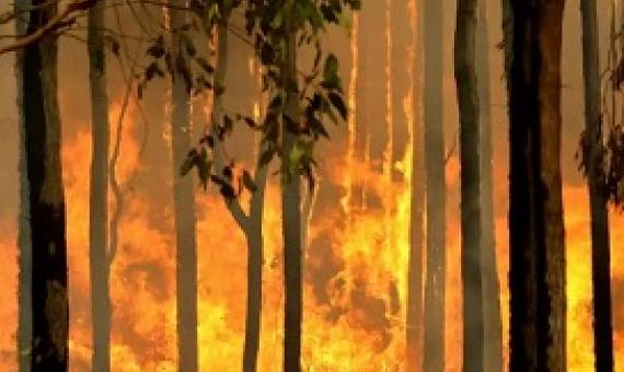 A group of Australian scientists say there is ‘compelling evidence’ that logging native forests exacerbates fire and likely contributed to the country’s catastrophic summer bushfires. Photograph: Torsten Blackwood/AFP/Getty Images