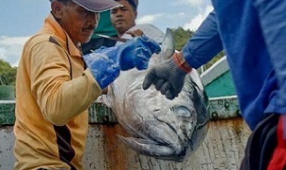 Workers in Palau unload a catch of yellowfin and bigeye tuna from the country's only longline fishing vessel. Photo: Richard Brooks.