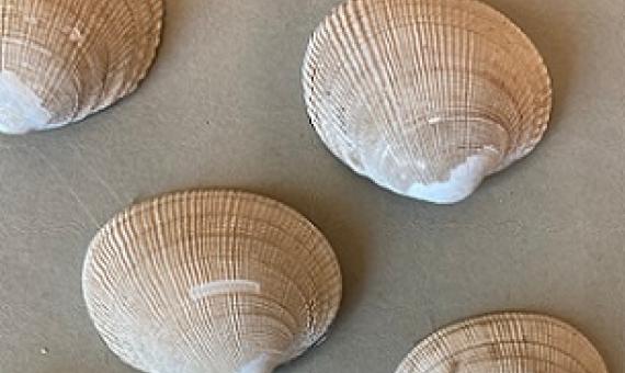 Credit: Hannah Hensel