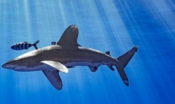 An oceanic whitetip shark swims in Hawaiian waters. Credit - Kaikea Nakachi