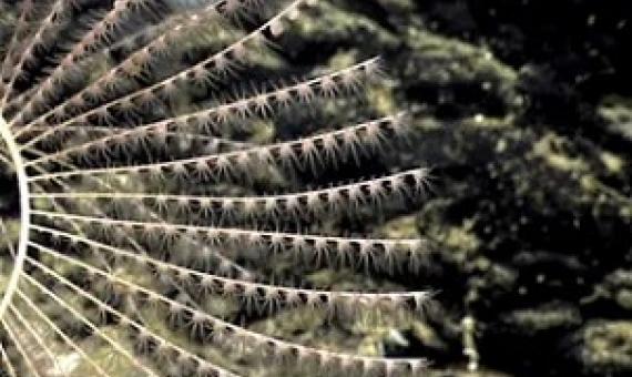 Photograph: NOAA Office of Ocean Exploration and Research/AP