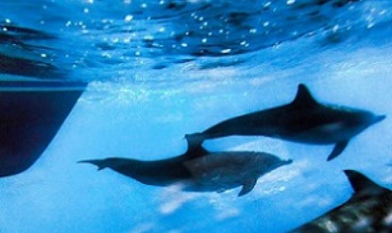 In this Oct. 15, 2014 file photo, dolphins swim along the side of a boat off the coast of San Pedro, Calif. (AP Photo/Richard Vogel)