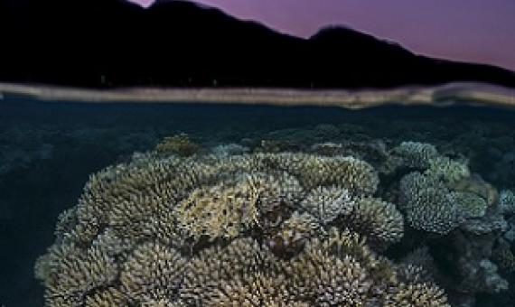 Credit: Tom Shlesinger