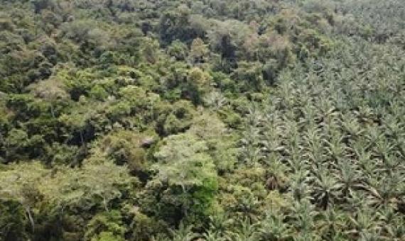 Oil palm trees, which produce the palm oil ubiquitous in many consumer products, in central Colombia. Credit: Paul Furumo