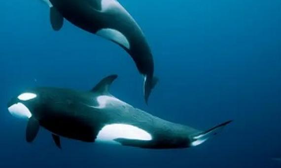 Orcas swimming off the coast of New Zealand. Credit - Nature Picture Library / Alamy    