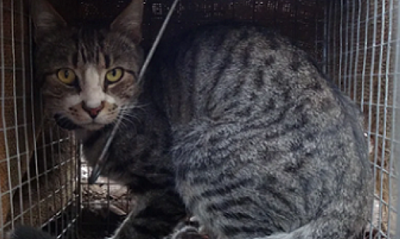 caged feral cat in Australia