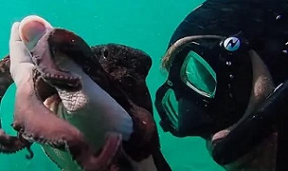 The diver, Craig Foster, has a special relationship with the female octopus. Credit - IMDb