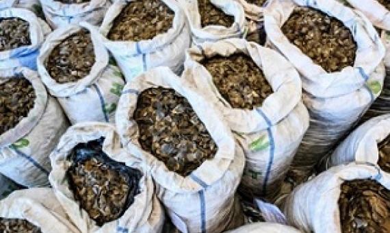 Pangolins are among the most trafficked animals in the world, targeted for their scales. Credit: Anthony Wallace/AFP/Getty