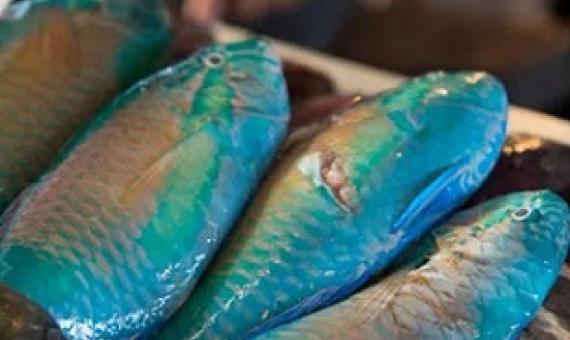 Chiefs support continued ban on Maml and restricted harvest of Kemedukl. Credit - Leilai Reklai/www.islandtimes.org