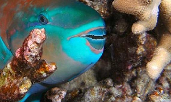 Credit: Barry Fackler/Getty