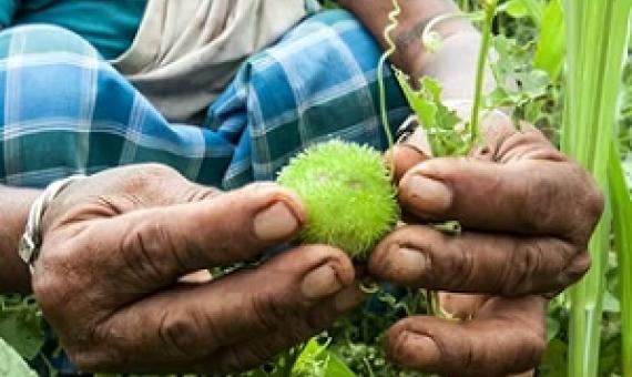 An Adivasi woman collecting uncultivated fruit in a forest in Jharkhand, India. Christina Felschen/Alamy Stock Photo