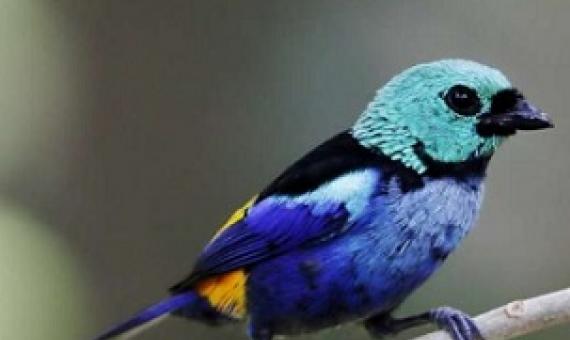 1 / 1Restricted to the Atlantic Forests of Brazil and at risk of extinction, this species require effective protected areas to prevent the loss and degradation of its forest habitats. Credit: Hector Bottai