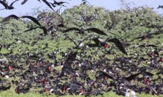 Resident seabirds, Phoenix Islands Protected Area. Kiribati. Credit - Ray Pierce