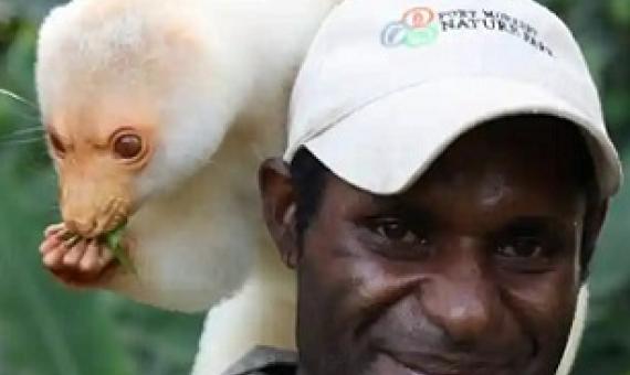A cuscus and handler at Port Moresby Nature Park in Papua New Guinea Photograph: Port Moresby Nature Park